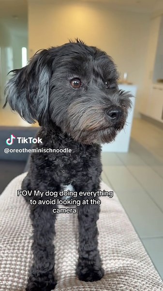 She pretends she can’t see it 😂 ##funny##funnydog##relatable##hilariouspets##dog