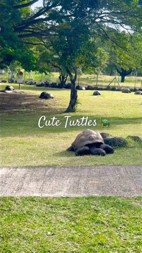 Slow and steady enjoying the freshest meal 🐢🌿 Nature’s cutest moment! #youtubeshorts #travel