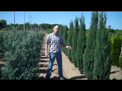 Thuja Nigra and Upright Junipers @ LCN