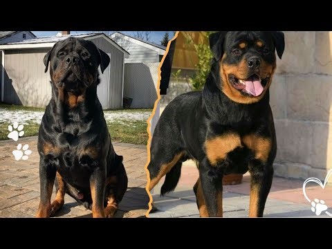 Rottweiler Bloodlines Explained Fast