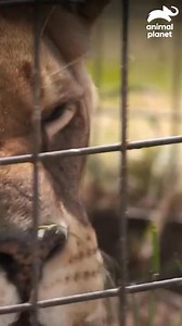 Esto es lo que logramos cuando ponemos el bienestar animal primero. Cada donación y cada esfuerzo se convierten en este momento de quietud. Sigamos luchando por todos los que no tienen voz. 📢 Disfruta el contenido de Discovery en #HBOMax Suscríbete ahora: https://bit.ly/MAX-AnimalPlanetLa | Animal Planet Latinoamérica