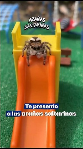 Conoce a las arañas saltarinas (Salticidae) 🕷️🕸️