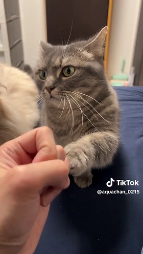 かわいい猫の突っつく姿に癒される