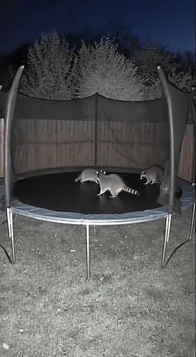 Wild Animals Discovered Bouncing on Backyard Trampoline
