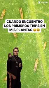 ¿Tuviste trips la primavera pasada? 😔💀 Los trips son insectos diminutos que dañan plantas de interior al alimentarse de su savia, dejando manchas plateadas, decoloración y puntos negros (excrementos) en las hojas y flores. 🌷 🍃 Se identifican por su pequeño tamaño (1-2 mm) y color amarillo, marrón o negro. Es muy importante que revises al menos una vez por semana las hojas de tus plantas, principalmente debajo de ellas, ahí es donde ubican sus huevos. 🥚 💀 Para evitar su aparición, mantén la