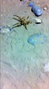 Camel spider in Afghanistan