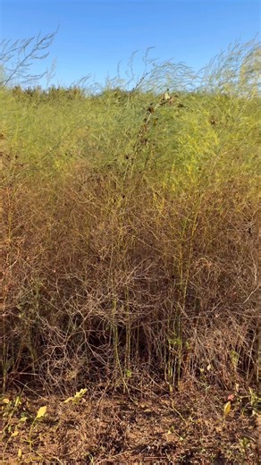 1.7K views · 46 reactions | Fall isn’t a time we usually talk about...