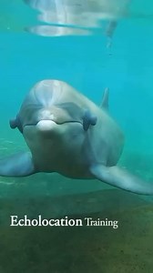 3.1K reactions · 138 shares | Here is why his eyes are covered! ⤵️...