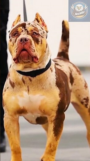 Pitbull Power Unleashed – The Truth Behind the World’s Most Controversial Dog Fights