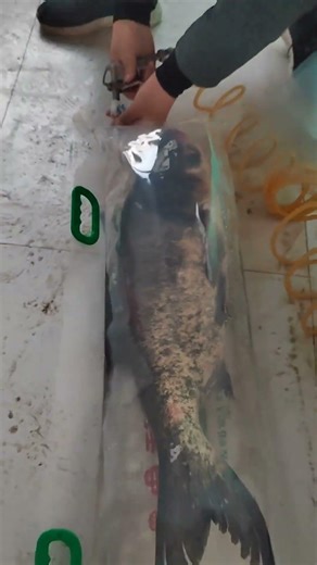Today’s Live Fish Packing with Oxygen Filling | Satisfying Factory Process