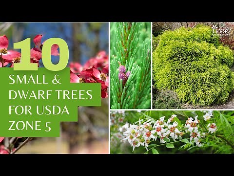 10 Small & Dwarf Trees for USDA Zone 5