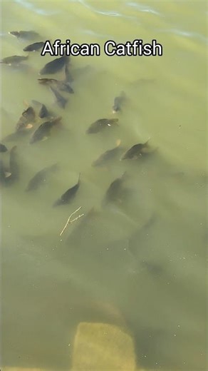 Alien Specie Invasion Concept #shorts #trending #youtubeshorts #viral #class12 #biology #science