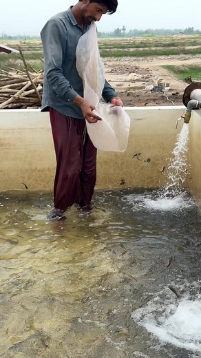 Explore GS Fish Hatchery in Sargodha