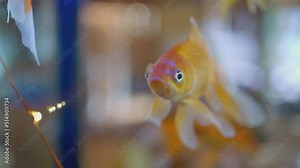 Gold fish. ACTION. A fish swims in an aquarium. Aquarium fish splashing in the water