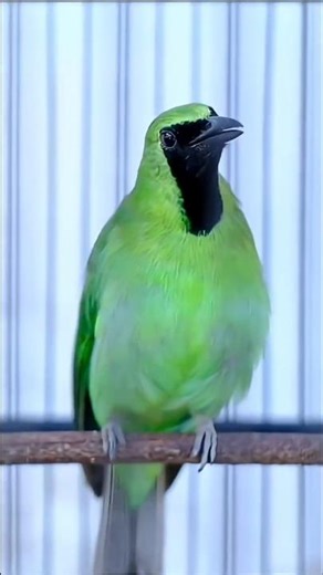 Kicau burung Cucak ijo gacor full isian mewah 😍 #kicaumania