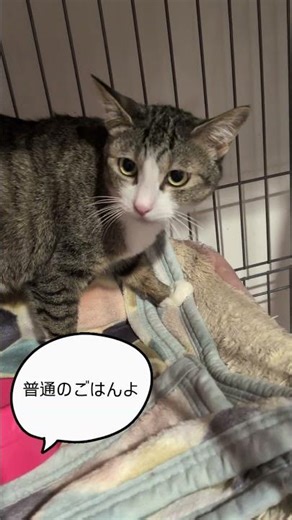 仮名）キジ白ちゃん 初日に缶詰あげなければよかった。カリカリ全然食べへんやんか！今後はカリカリを手食べたらおやつあげます#猫#ねこ#ネコ# #猫カフェ #郡山 #保護猫 #保護猫カフェ