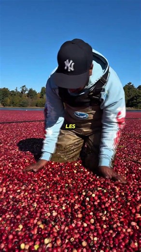 Why cranberries float during harvest