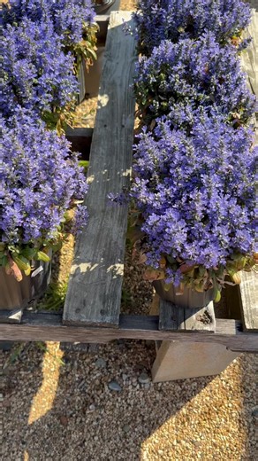 1.9K views · 26 reactions | Beautiful perennials are coming in and filling the tables outside the garden center. Stop in this week and let us help you find just the thing for your landscape. #comegrowwithus | Sanders Garden Center, LLC | Facebook