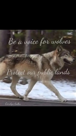 Please join us on Wolf Wednesdays to help protect wolves and our public lands. #protectrestorecoexist | Guardians Of The Wolves