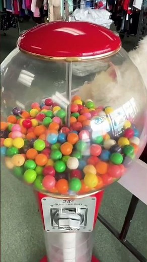 GUMBALL Machine COLLECTION💰#youtubeshorts #vendingcollection #satisfying #gumballmachine #collect