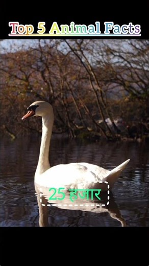 Top 5 Animal Facts 🤯 #facts #youtubeshorts #FactoFreakYT