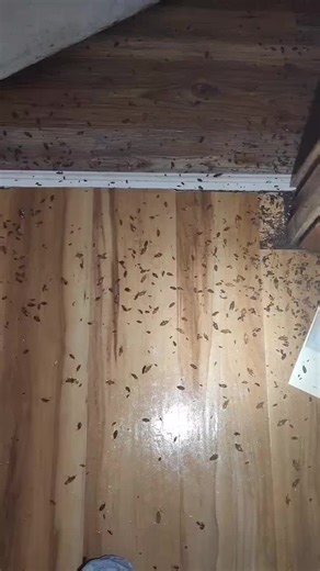 one of the worst jobs I've ever done. follow up appointment next week. will go live to see how we did. #barnesexterminating #exterminator #fyp #fypシ゚viral #fypシ #ikillbugs #bugman #bugmanlife #roaches #germanroach