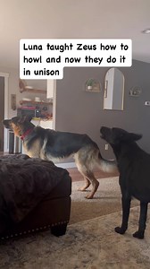 37K views · 1.7K reactions | German shepherds SINGING  #germanshepherd #germanshepherdsofinstagram #germanshepherdpuppy #gsd #gsdofinstagram #gsdpuppy #reels #reelsvideo | Zeus and Luna | Facebook