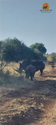 The white rhino 🦏