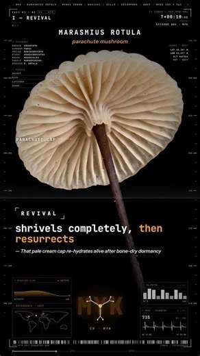 Shrivels completely, then resurrects · Parachute Mushroom #theerrorcodex