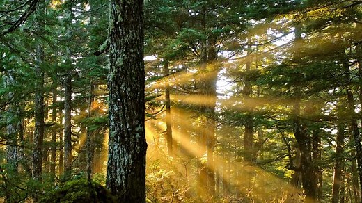 A beautiful animation of Philip Larkin’s The Trees