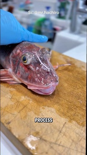 Tsumoto Shiki, Japan’s Genius Fish-Cleaning Technique for Ultimate Umami Flavor