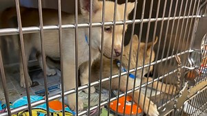 Performance improvement plan in place as MAS investigation continues