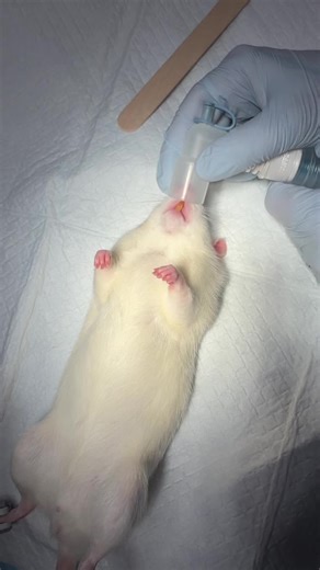 Reverse gingival venipuncture in a rat ✨ #ratty #rodent #exoticpets #phlebotomy #vetclinic