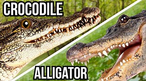 Crocodile or alligator - The jawline clue most people miss
