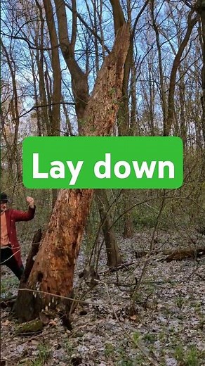 Falling Tree ASMR 🌲 Satisfying Crash & Forest Echo | Oddly Calming?