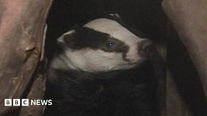 Badger baiting raids: Three men arrested and dogs seized
