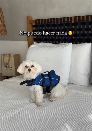 Maltese Puppy Gets Into Mischief