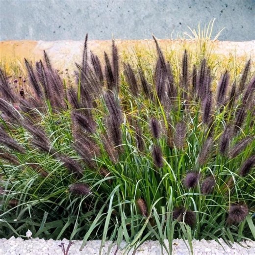 Dwarf Black Fountain Grass Seeds | Organic USA Grown - Etsy