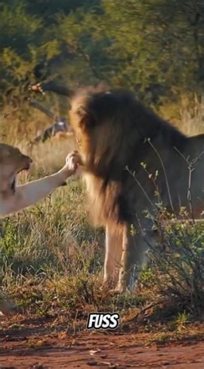 when the lioness was angry with the lion king #animal #wildlife