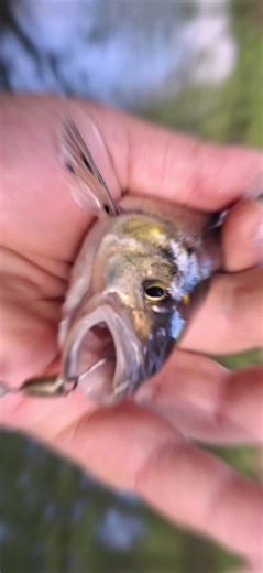 Jaws Metallica: Handmade Fishing Lures
