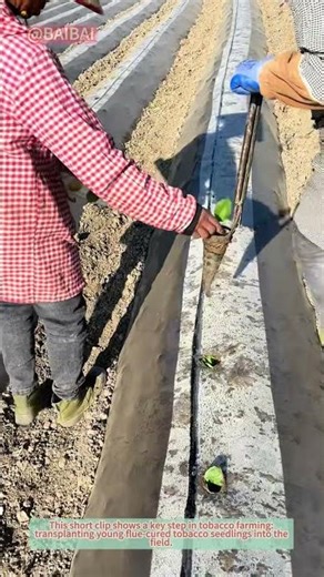 How to Plant Flue-Cured Tobacco Seedlings (Step-by-Step)