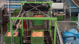 Apple Processing in Automated Fruit Packing House Facility Prior Cold Storage or Distribution to Market. Pick And Place Robot Works on Apple Washing Line at Modern Fruit Processing Plant.