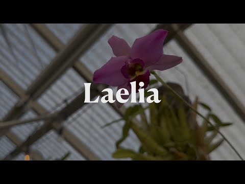 Laelia Care Guide