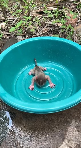 Oh No...Poor Newborn Baby Monkey Get Bath First Time | Cute Baby Monkey