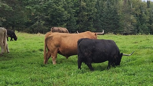 Skye High Farms on Reels