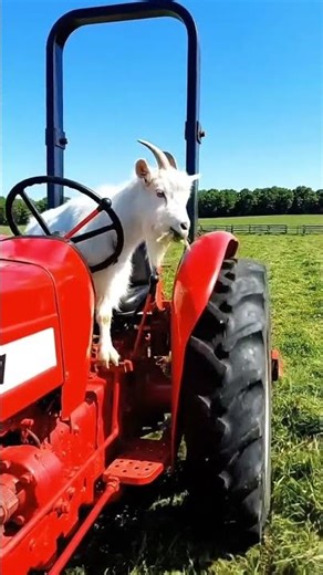 Goat Driving a Tractor 😂🐐 | Funny Cartoon Short#FunnyGoat#CartoonShorts#KidsCartoon#GoatCartoo#usa
