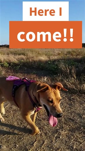 Dogs vs Gophers 🐾 Watch the Wild Backyard Battle!