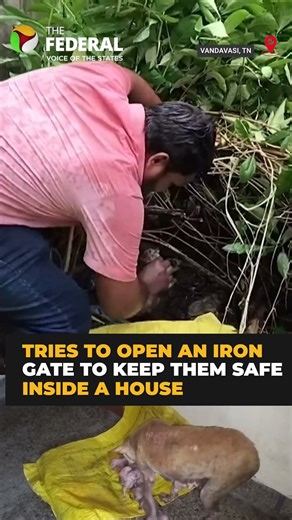 Mother dog’s struggle to save her puppies in rain near Vandavasi