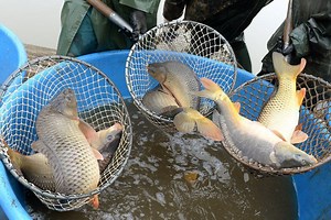 Kde v Bratislave a okolí zoženiete kapra? Symbol Vianoc ponúkajú reťazce aj menší predajcovia