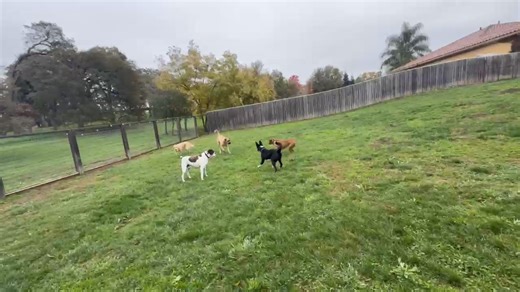 Geordie - available for adoption - loves to play with his pack mates and would make a great buddy dog. Doesn't hurt that he is also super handsome 😍 🐾♥️ Read more about him here: https://norcalbcrescue.org/featured/geordie/ | Northern California Border Collie Rescue & Adoptions
